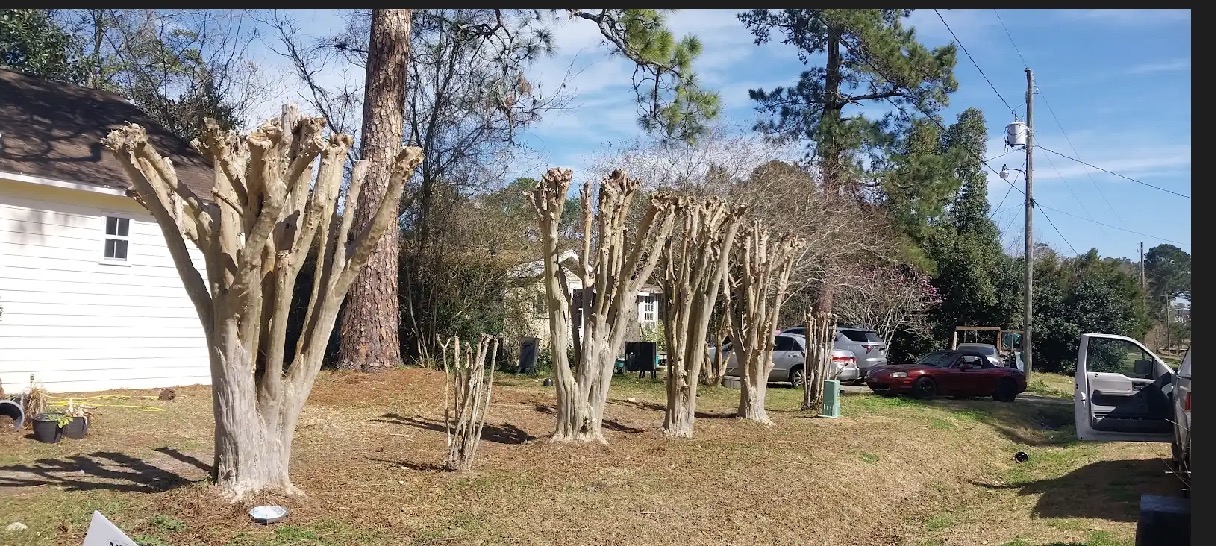 Green Grass Lawn Care project